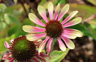 Scheinsonnenhut 'Green Twister'