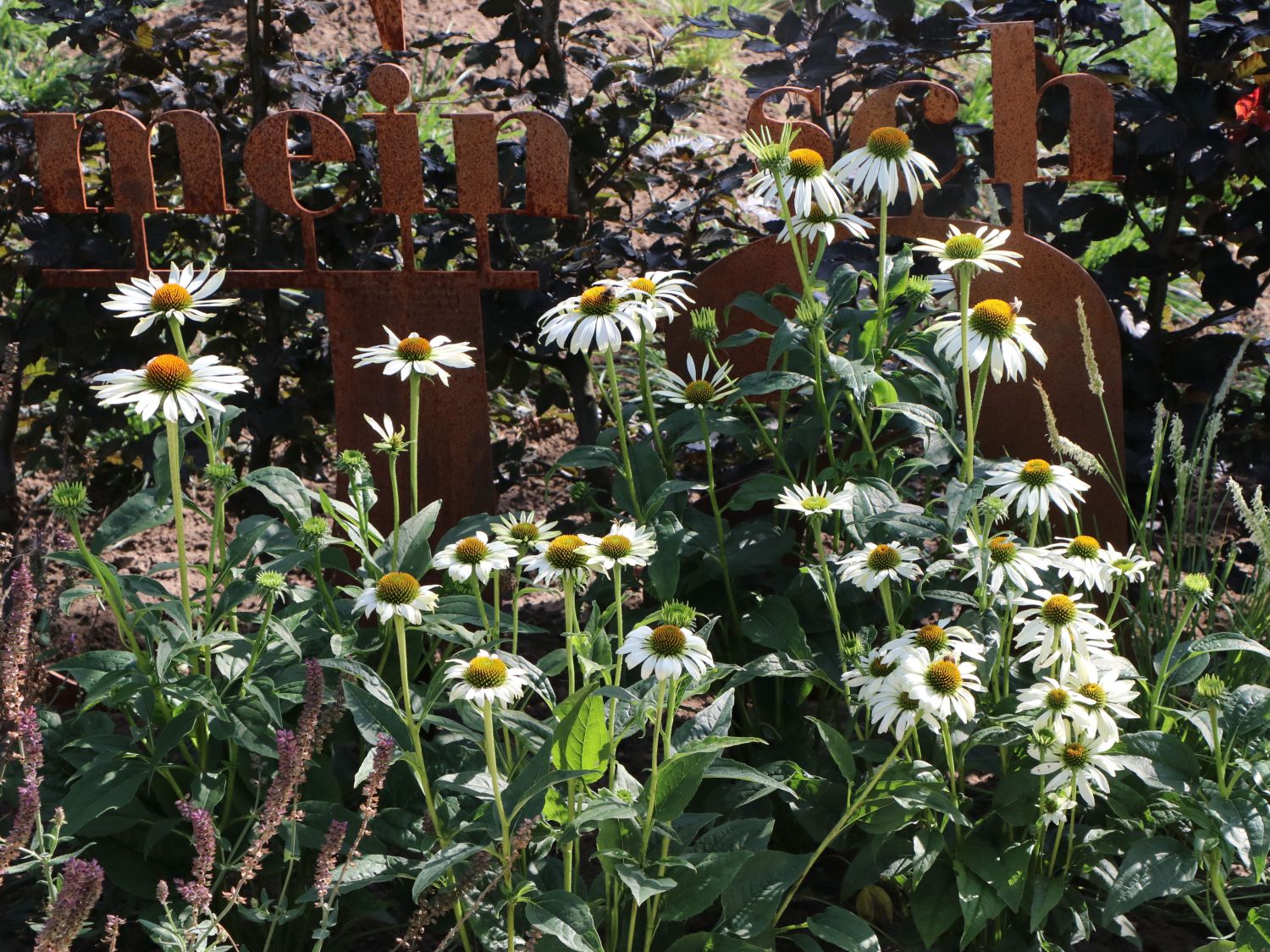 Scheinsonnenhut 'Happy Star'