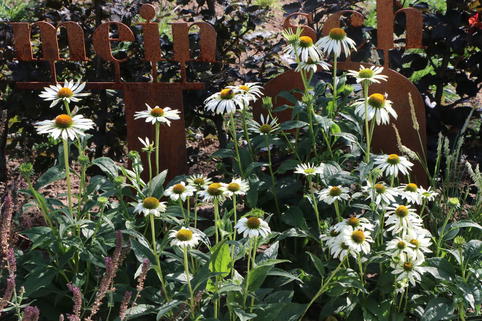 Scheinsonnenhut 'Happy Star' - Echinacea purpurea 'Happy Star'