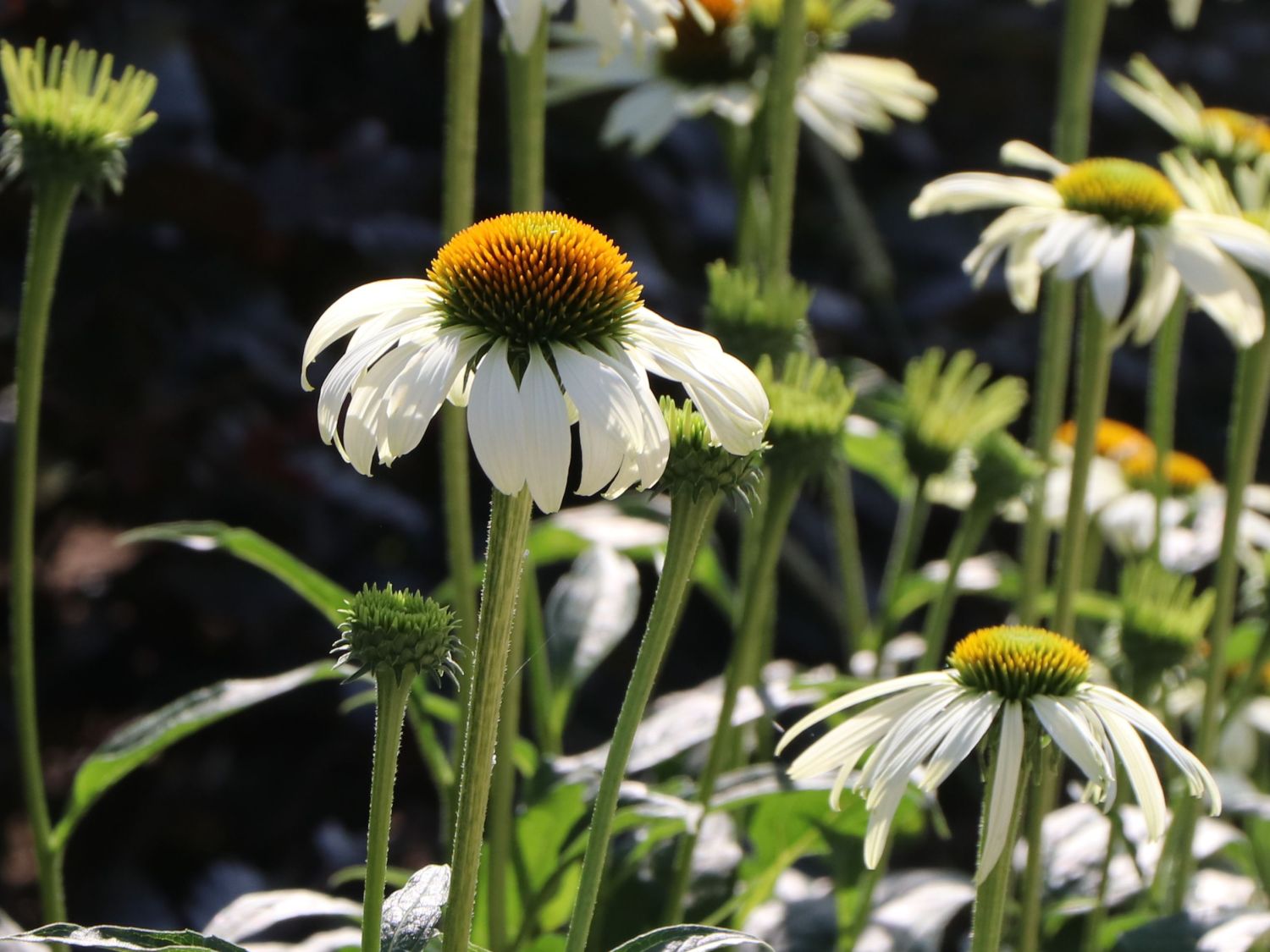 Scheinsonnenhut 'Happy Star' - Echinacea purpurea 'Happy Star'