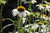 Scheinsonnenhut 'Happy Star' - Echinacea purpurea 'Happy Star'