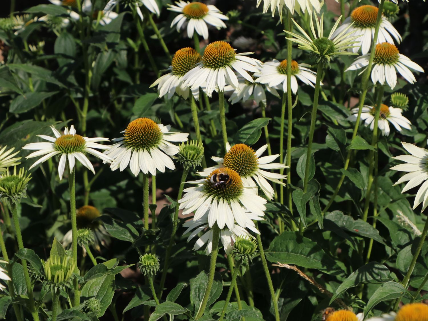 Scheinsonnenhut 'Happy Star' - Echinacea purpurea 'Happy Star'