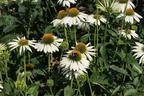 Scheinsonnenhut 'Happy Star' - Echinacea purpurea 'Happy Star'