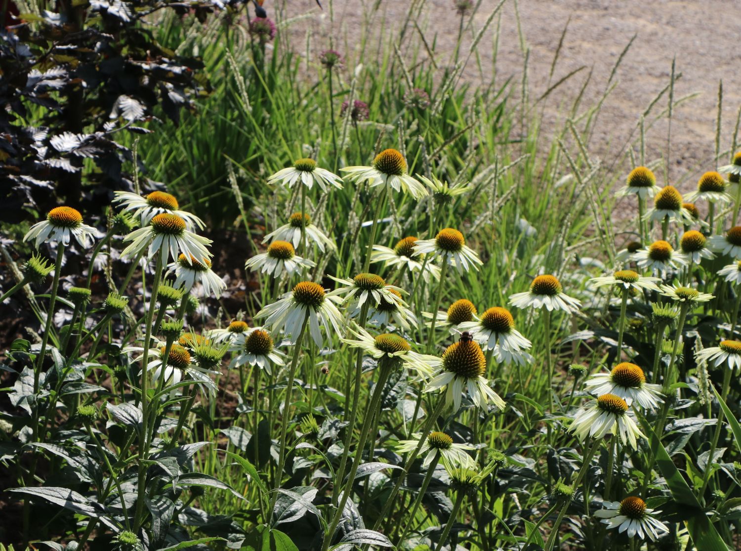 Scheinsonnenhut 'Happy Star' - Echinacea purpurea 'Happy Star'