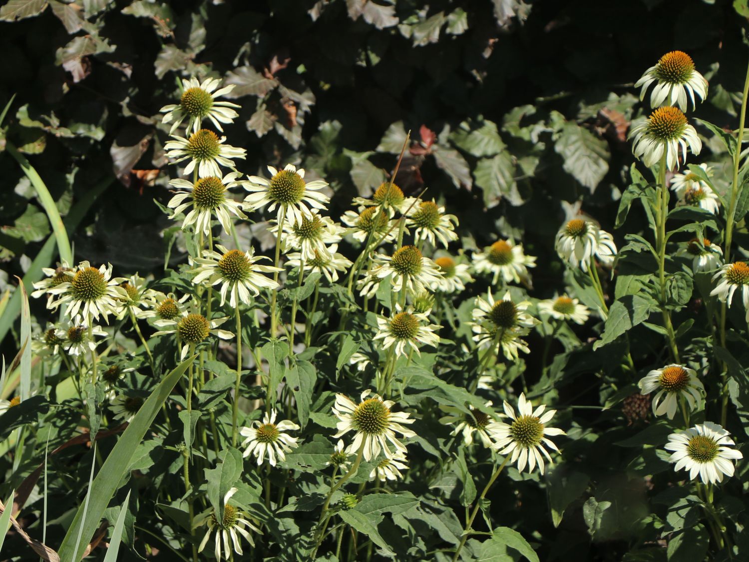 Scheinsonnenhut 'Happy Star' - Echinacea purpurea 'Happy Star'