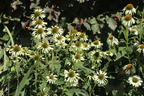 Scheinsonnenhut 'Happy Star' - Echinacea purpurea 'Happy Star'