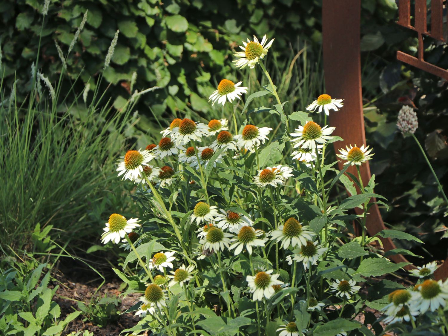 Scheinsonnenhut 'Happy Star' - Echinacea purpurea 'Happy Star'