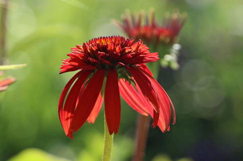 Scheinsonnenhut 'Hot Papaya' ® - Echinacea purpurea 'Hot Papaya' ®