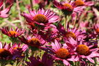 Scheinsonnenhut 'JS Robin Hood' - Echinacea purpurea 'JS Robin Hood'