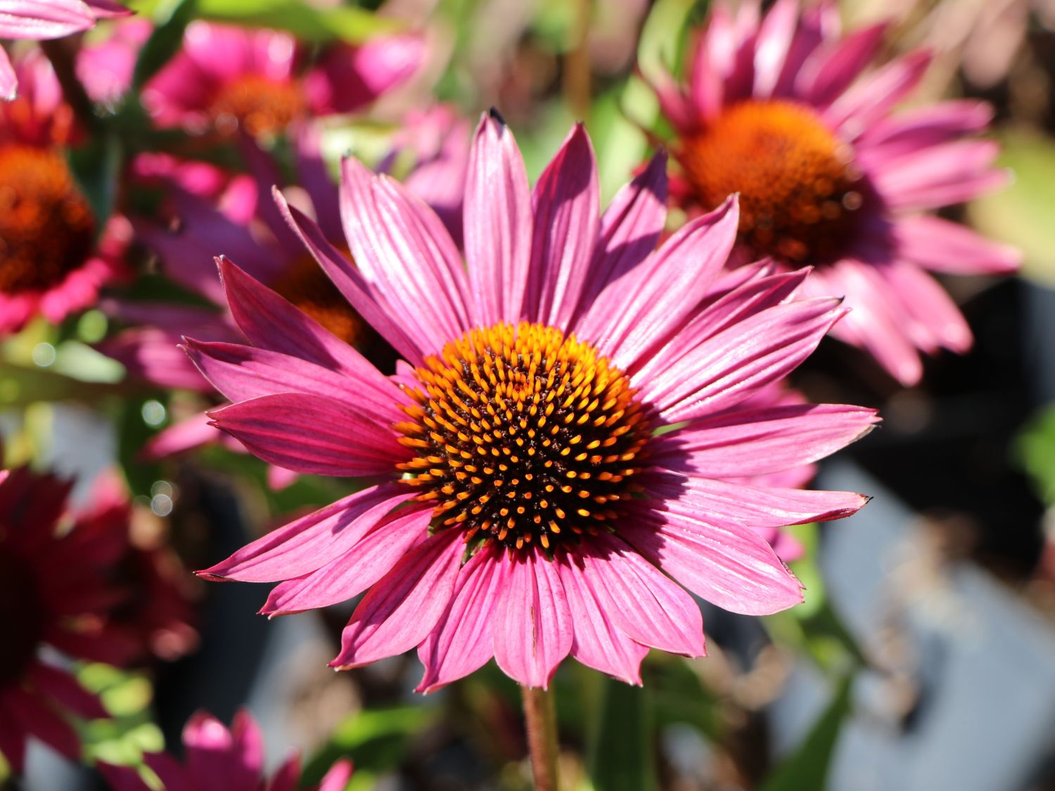 Scheinsonnenhut 'JS Robin Hood' - Echinacea purpurea 'JS Robin Hood'