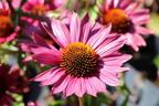 Scheinsonnenhut 'JS Robin Hood' - Echinacea purpurea 'JS Robin Hood'