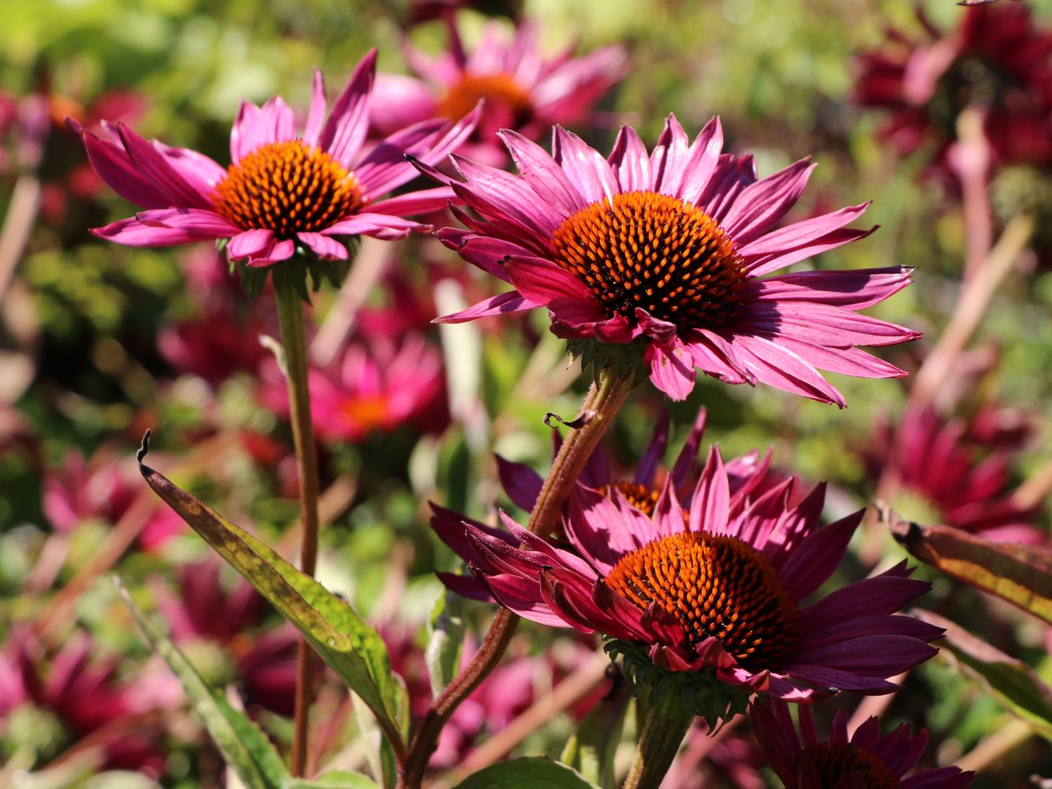 Scheinsonnenhut 'JS Robin Hood' - Echinacea purpurea 'JS Robin Hood'