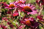 Scheinsonnenhut 'JS Robin Hood' - Echinacea purpurea 'JS Robin Hood'