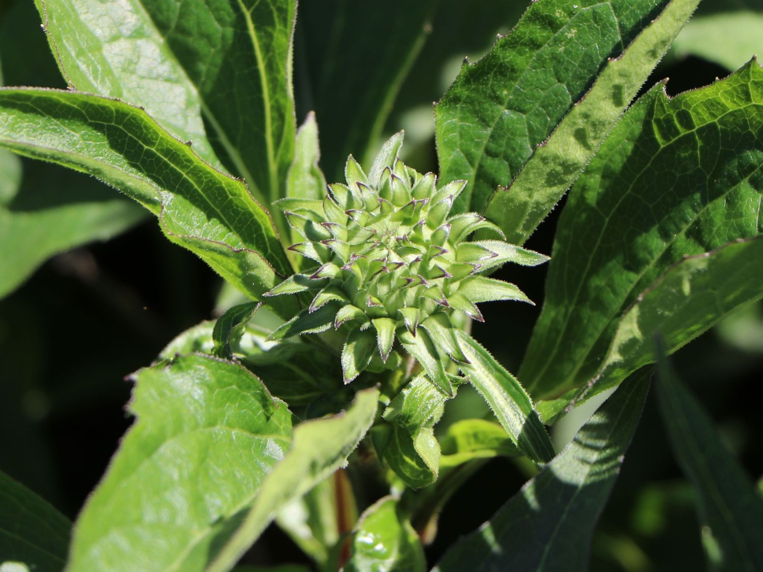 Scheinsonnenhut 'JS Robin Hood' - Echinacea purpurea 'JS Robin Hood'