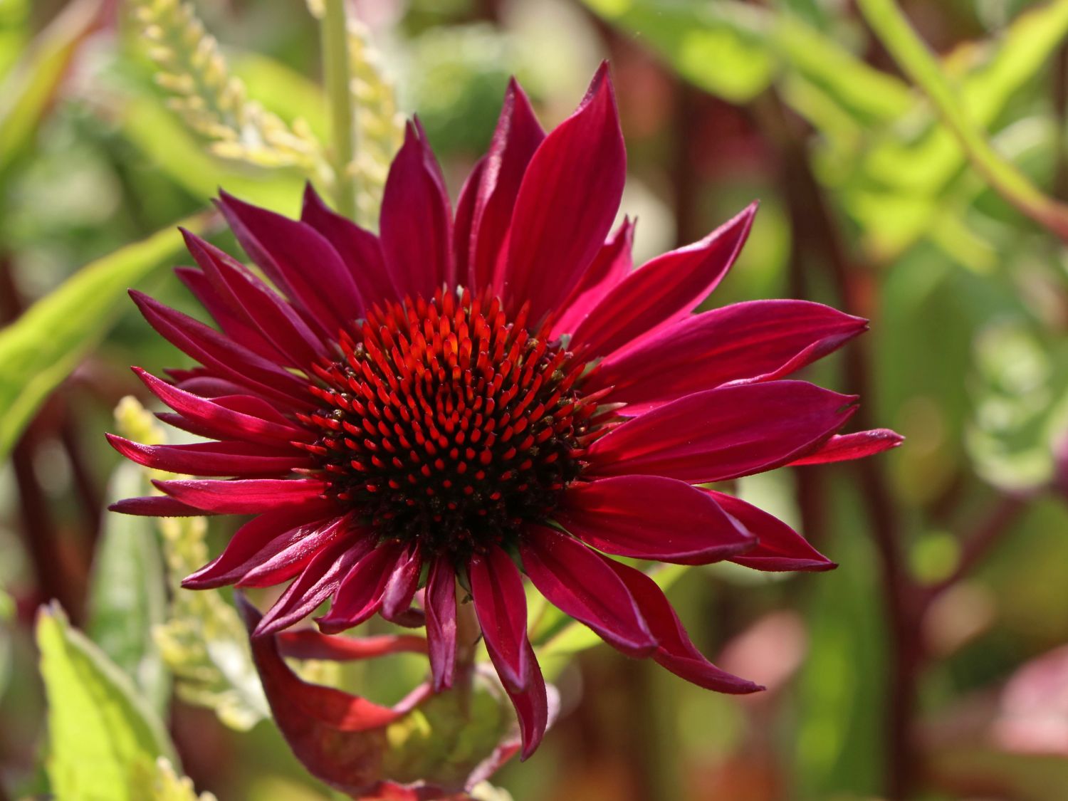 Scheinsonnenhut 'JS Robin Hood' - Echinacea purpurea 'JS Robin Hood'
