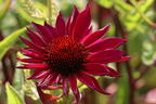 Scheinsonnenhut 'JS Robin Hood' - Echinacea purpurea 'JS Robin Hood'