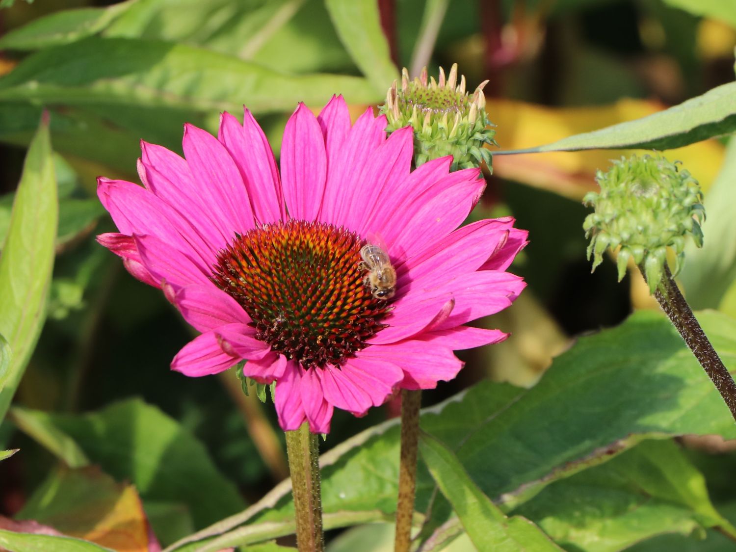 Scheinsonnenhut 'JS Robin Hood' - Echinacea purpurea 'JS Robin Hood'