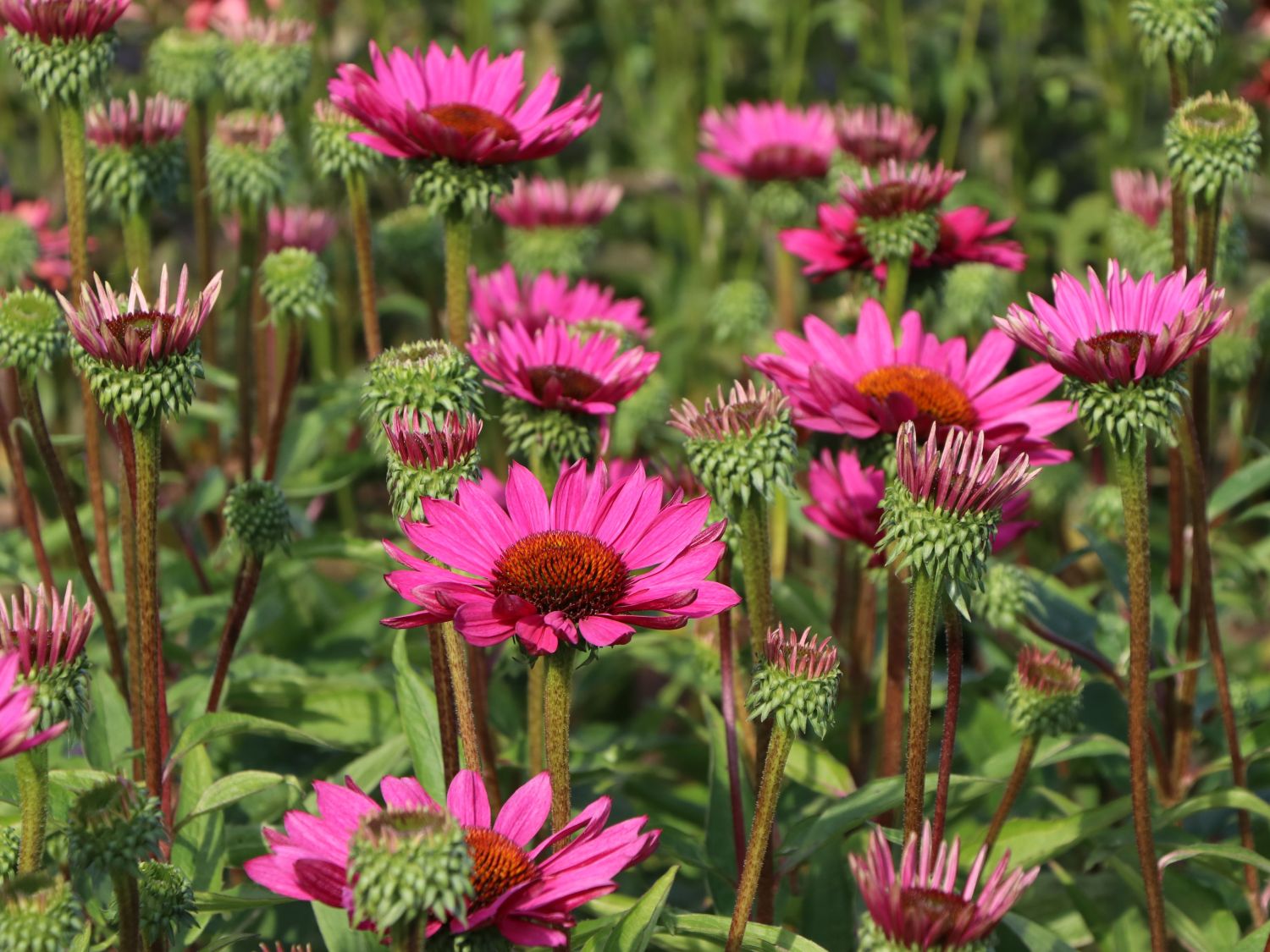Scheinsonnenhut 'JS Robin Hood' - Echinacea purpurea 'JS Robin Hood'