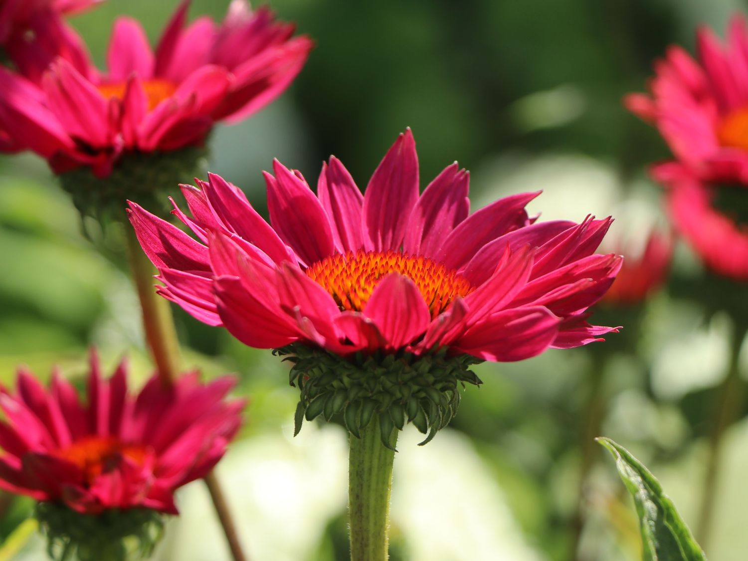 Scheinsonnenhut 'JS Robin Hood' - Echinacea purpurea 'JS Robin Hood'
