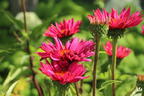 Scheinsonnenhut 'JS Robin Hood' - Echinacea purpurea 'JS Robin Hood'