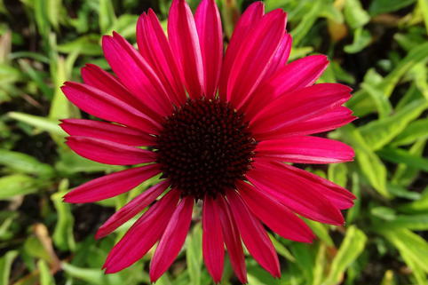 Scheinsonnenhut 'JS Stiletto' ® - Echinacea purpurea 'JS Stiletto' ®