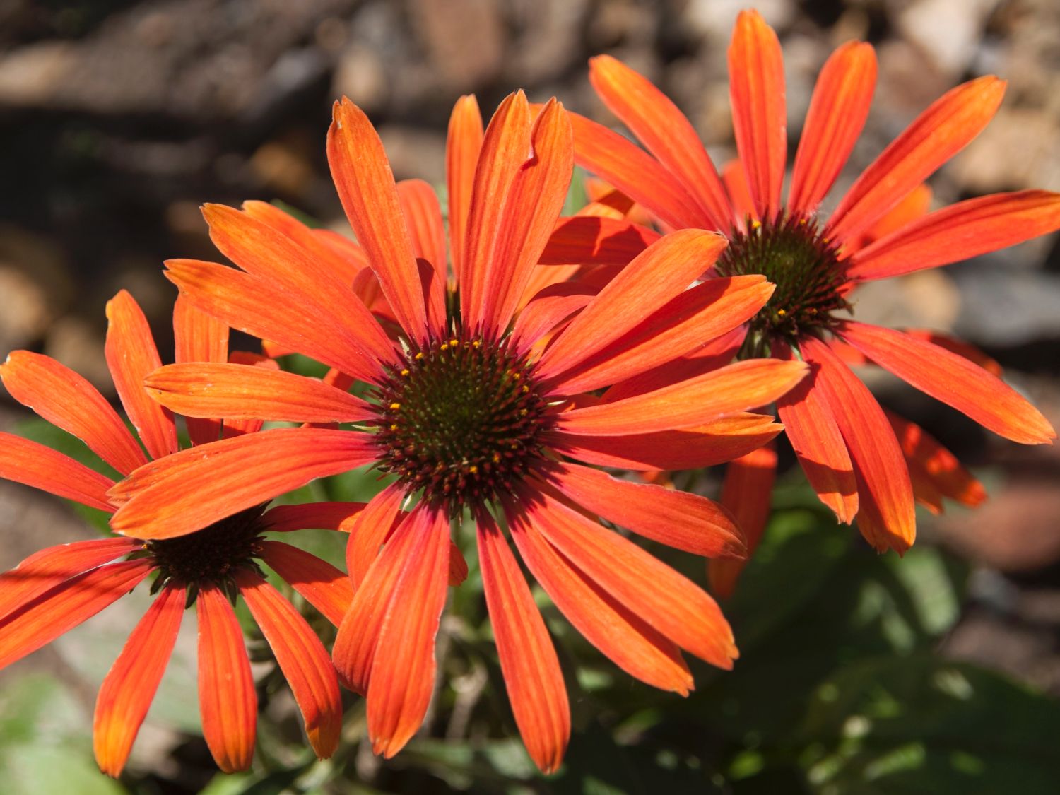 Scheinsonnenhut 'Julia' ®