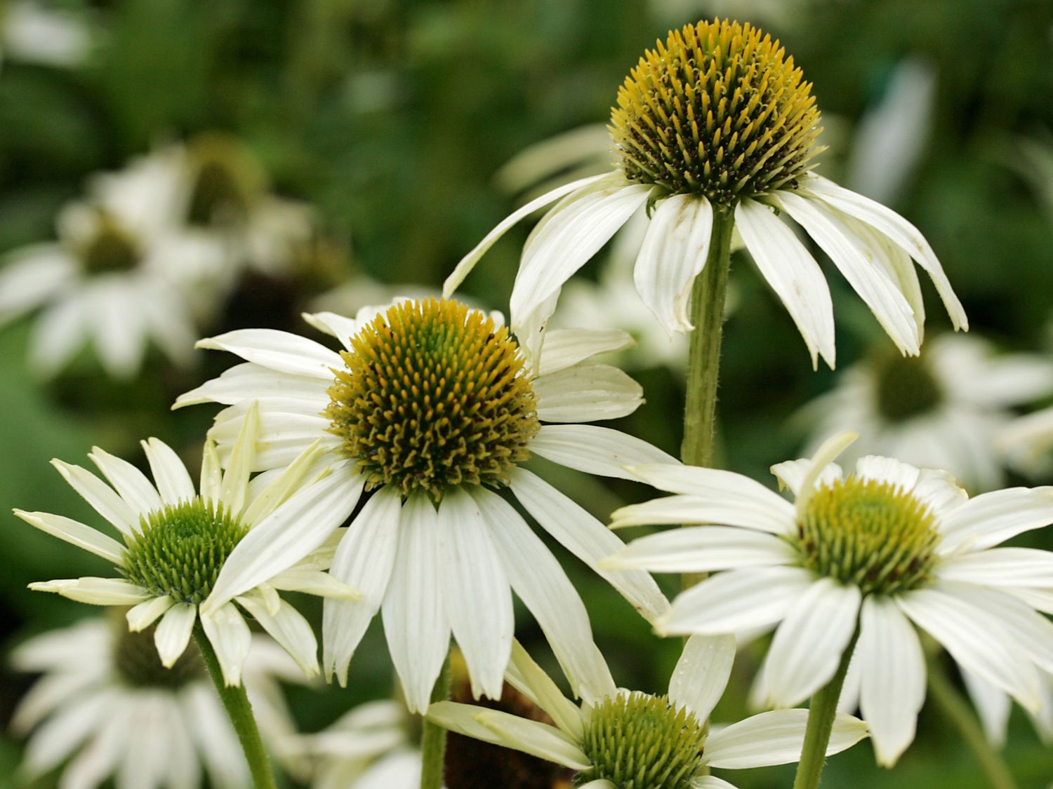 Scheinsonnenhut 'KIMS MOP HEAD'