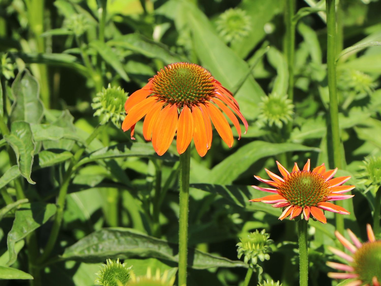 Scheinsonnenhut 'Lakota Orange' - Echinacea purpurea 'Lakota Orange'