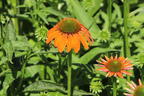 Scheinsonnenhut 'Lakota Orange' - Echinacea purpurea 'Lakota Orange'