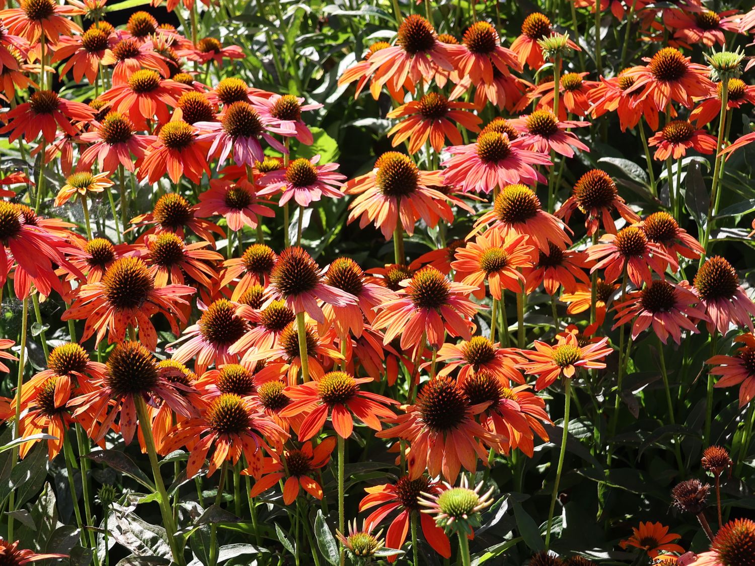 Scheinsonnenhut 'Lakota Orange' - Echinacea purpurea 'Lakota Orange'