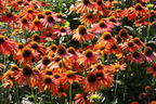 Scheinsonnenhut 'Lakota Orange' - Echinacea purpurea 'Lakota Orange'