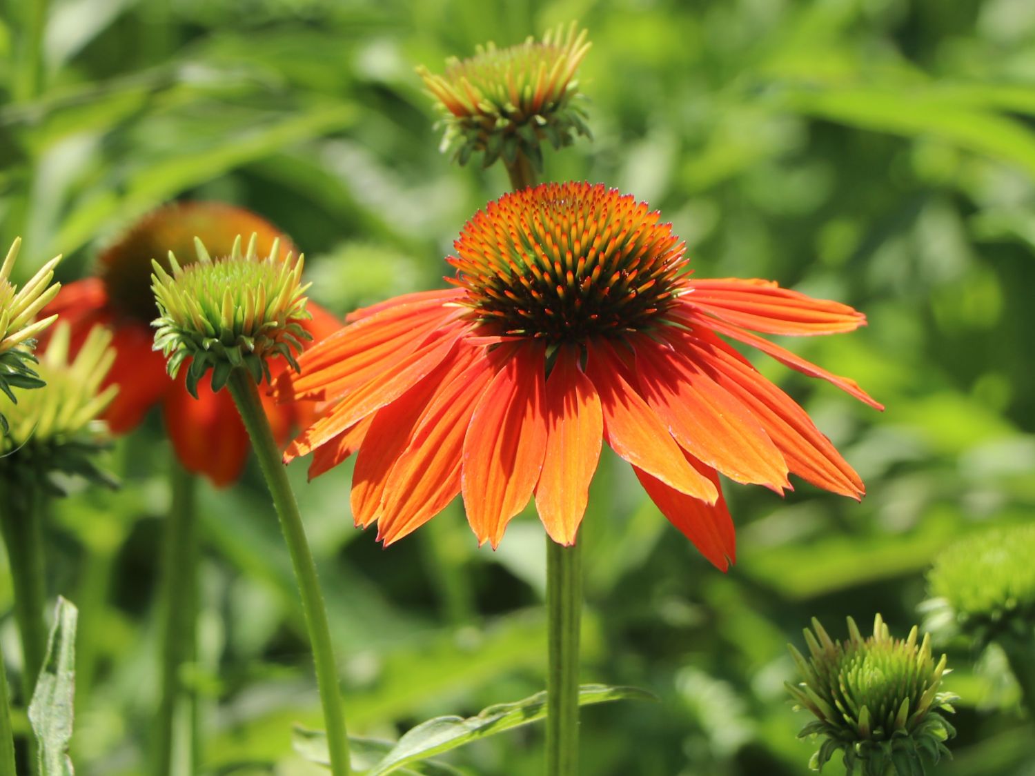 Scheinsonnenhut 'Lakota Orange' - Echinacea purpurea 'Lakota Orange'