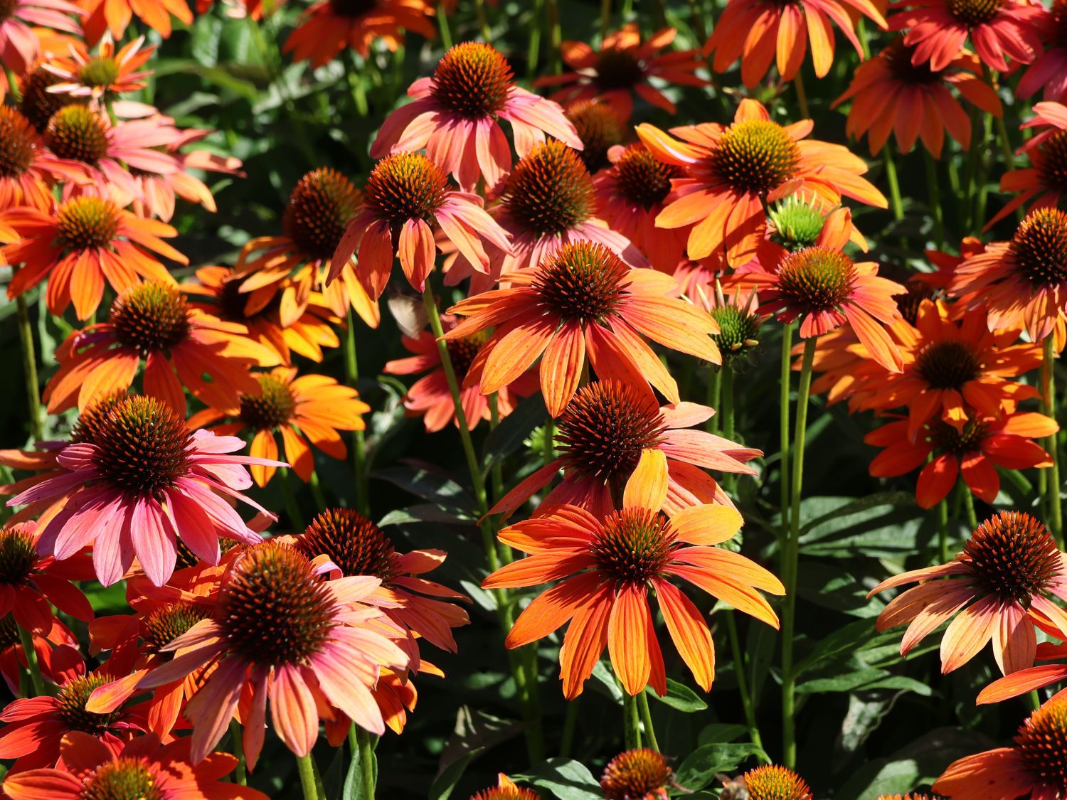 Scheinsonnenhut 'Lakota Orange' - Echinacea purpurea 'Lakota Orange'