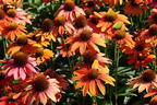 Scheinsonnenhut 'Lakota Orange' - Echinacea purpurea 'Lakota Orange'