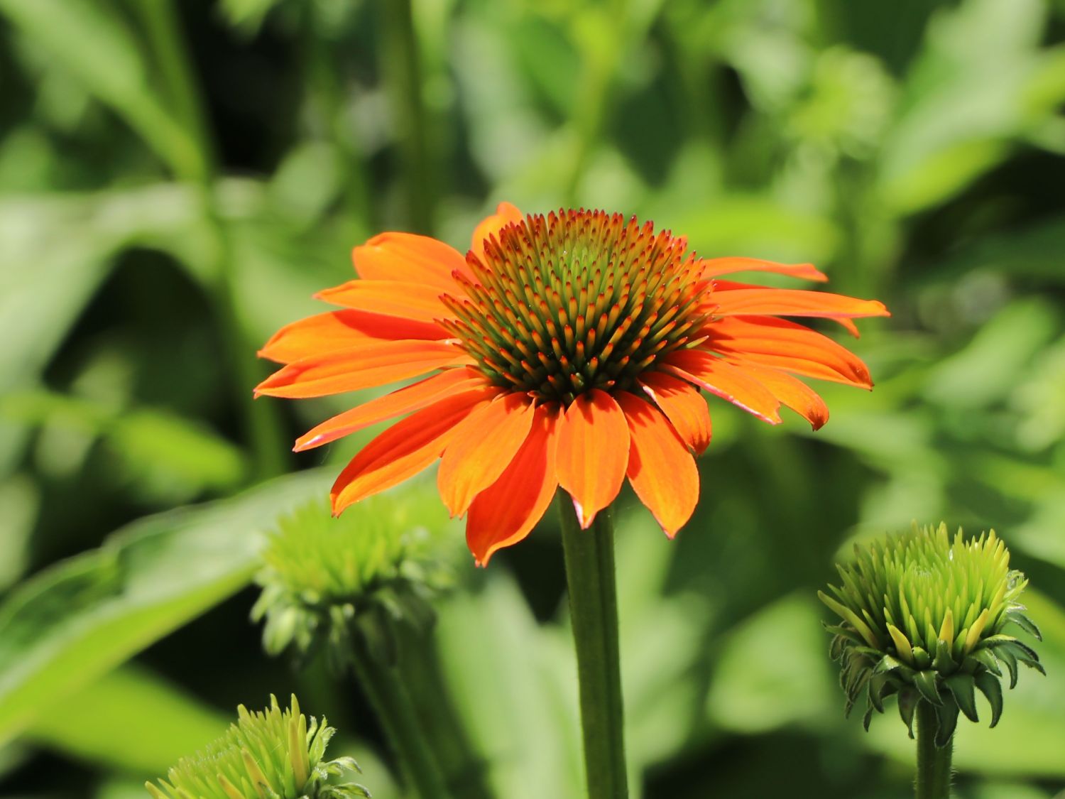 Scheinsonnenhut 'Lakota Orange' - Echinacea purpurea 'Lakota Orange'