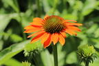 Scheinsonnenhut 'Lakota Orange' - Echinacea purpurea 'Lakota Orange'