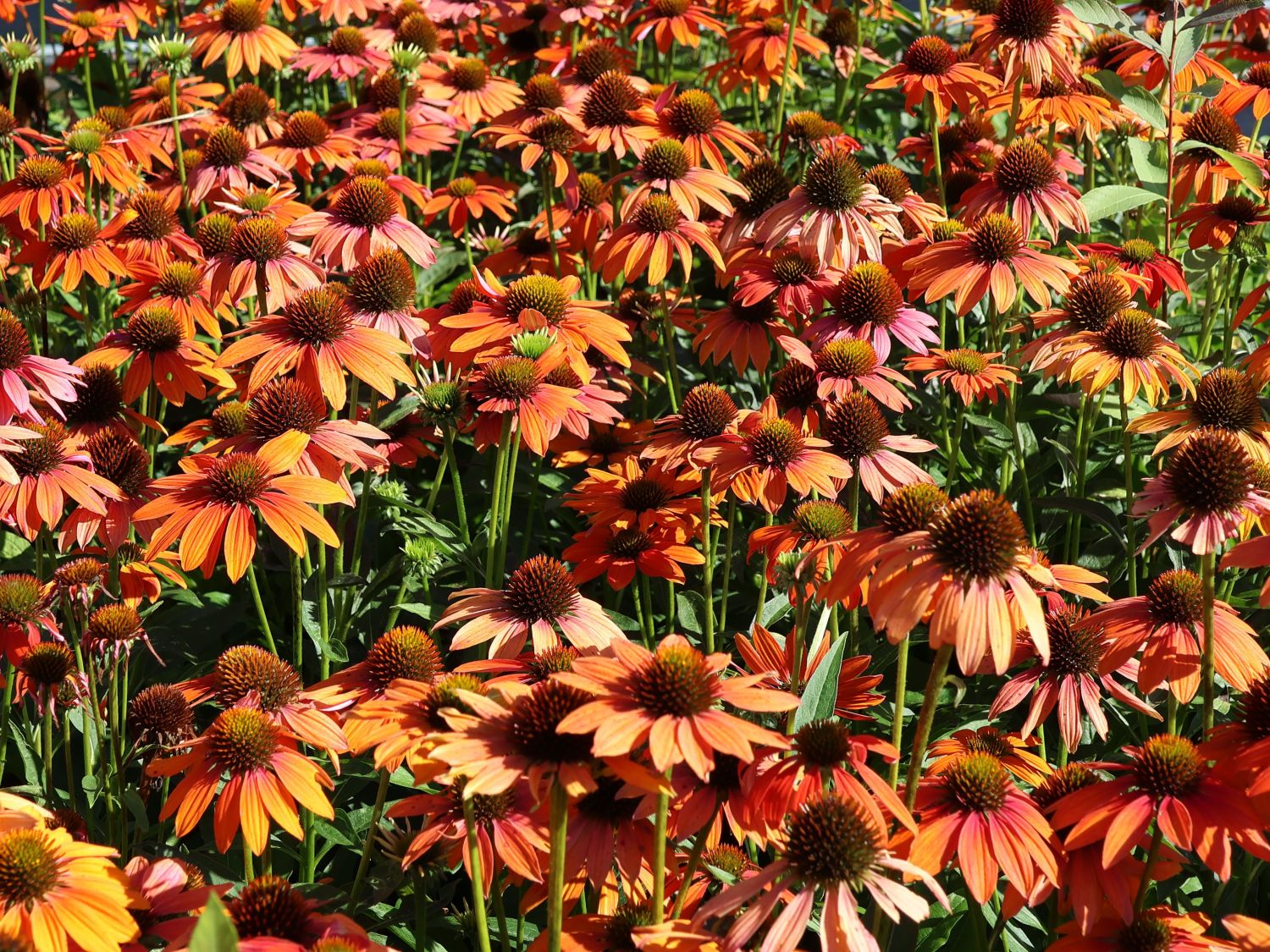 Scheinsonnenhut 'Lakota Orange' - Echinacea purpurea 'Lakota Orange'