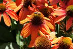 Scheinsonnenhut 'Lakota Orange' - Echinacea purpurea 'Lakota Orange'