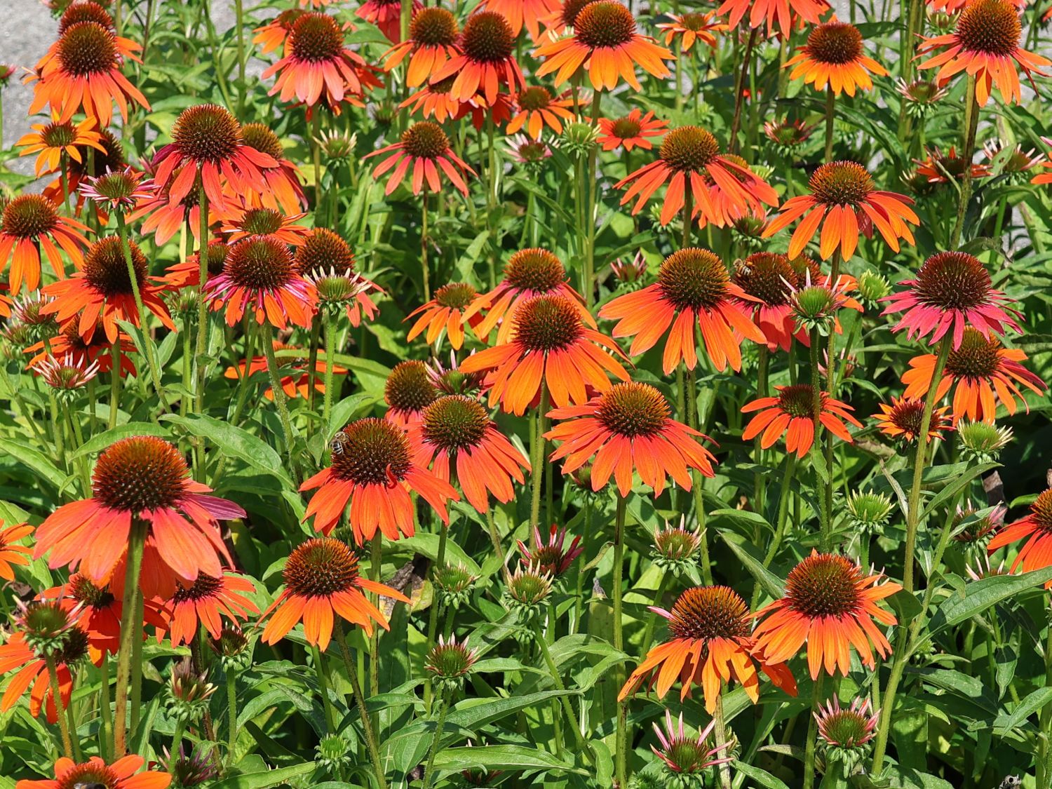 Scheinsonnenhut 'Lakota Orange' - Echinacea purpurea 'Lakota Orange'