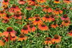 Scheinsonnenhut 'Lakota Orange' - Echinacea purpurea 'Lakota Orange'