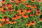 Scheinsonnenhut 'Lakota Orange' - Echinacea purpurea 'Lakota Orange'