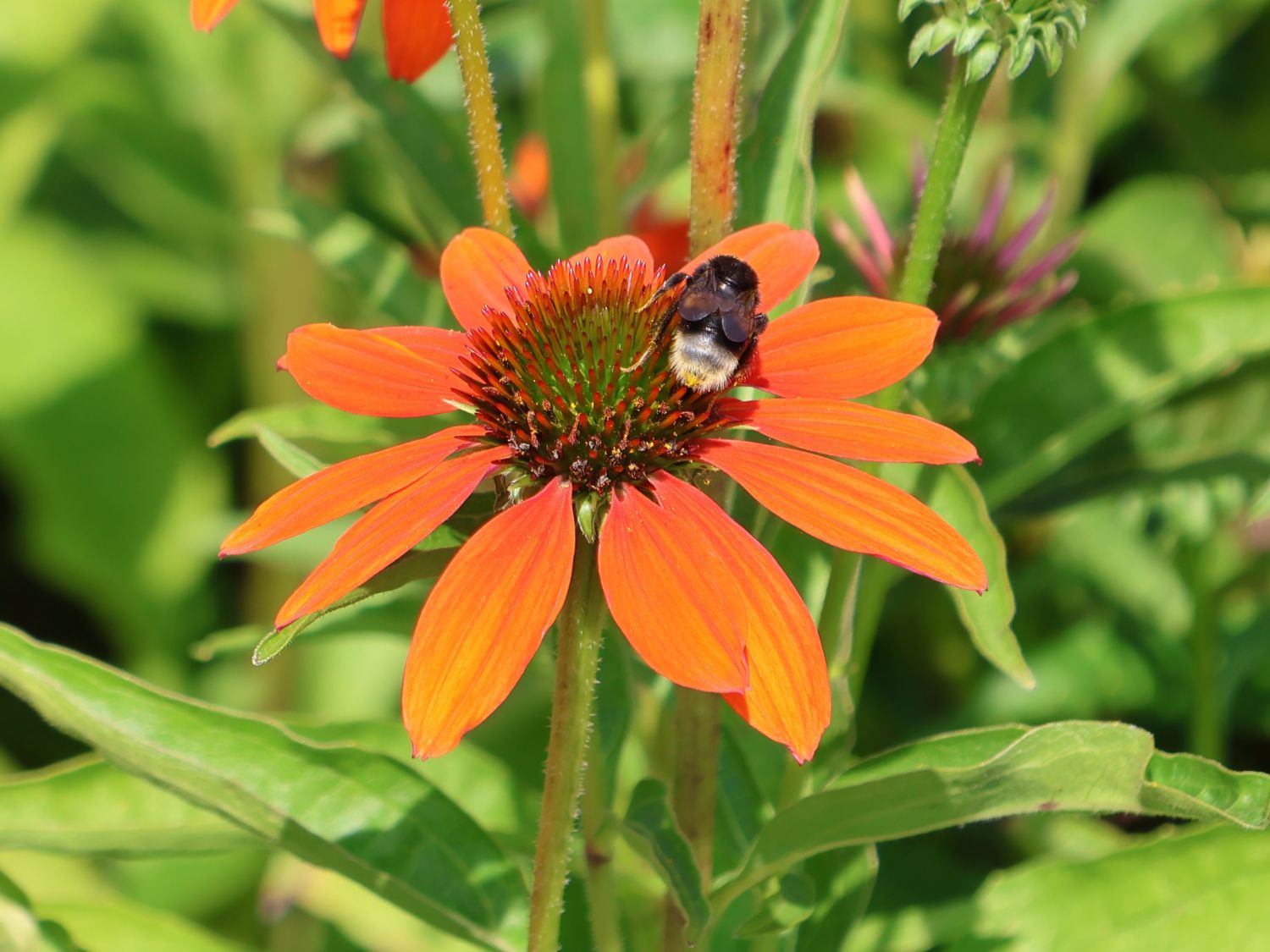 Scheinsonnenhut 'Lakota Orange' - Echinacea purpurea 'Lakota Orange'