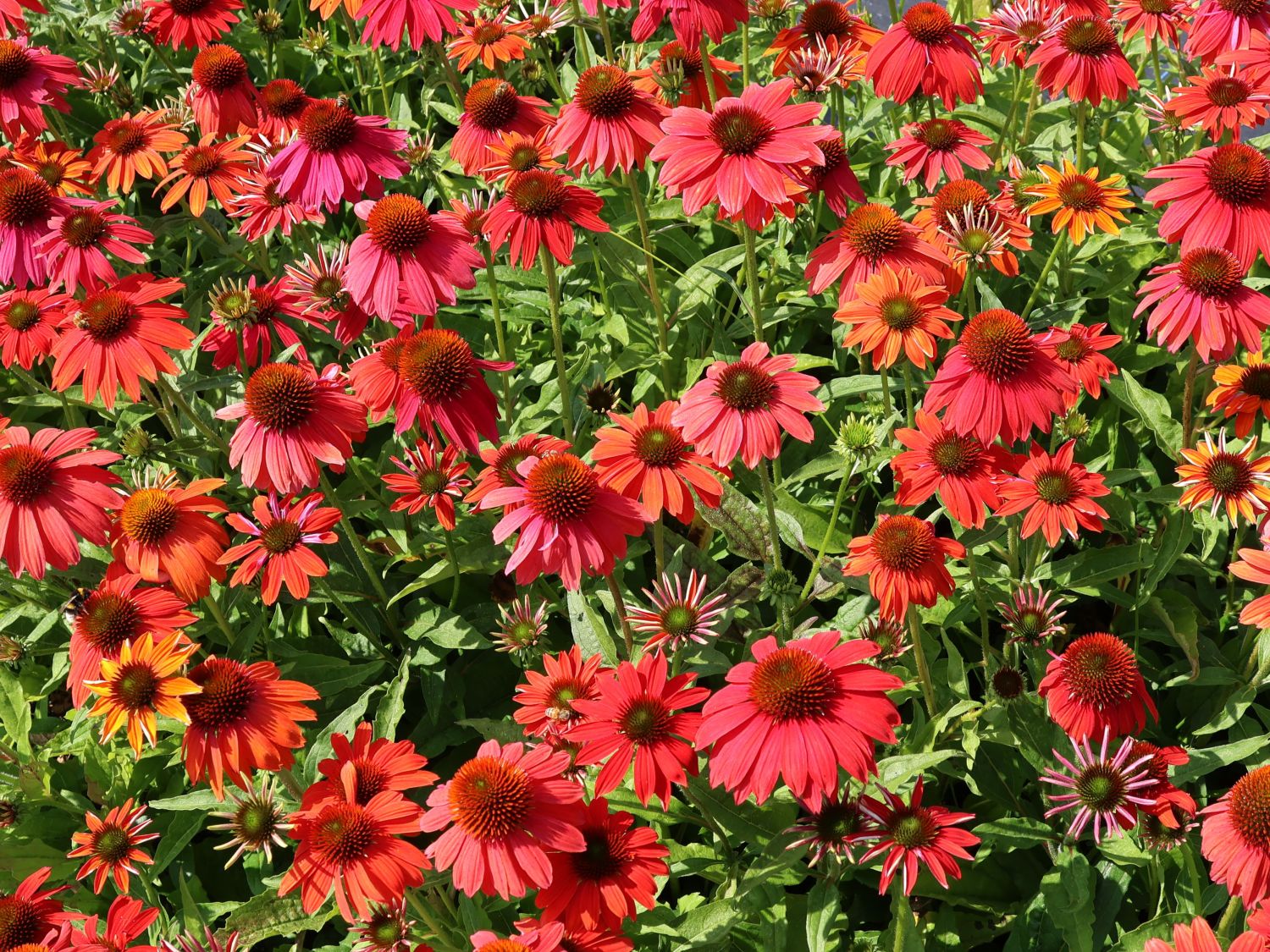 Scheinsonnenhut 'Lakota Red' - Echinacea purpurea 'Lakota Red'