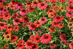 Scheinsonnenhut 'Lakota Red' - Echinacea purpurea 'Lakota Red'