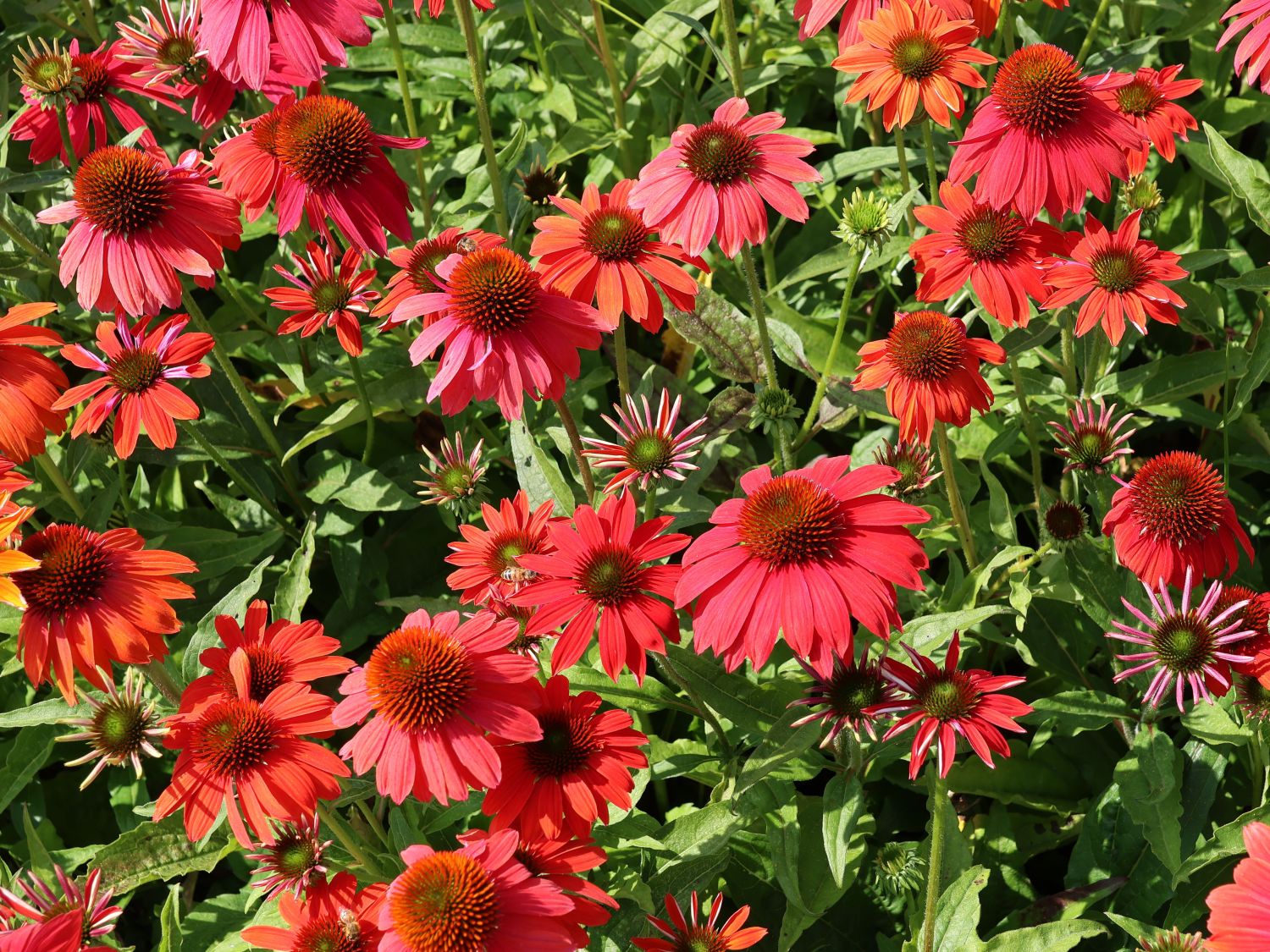 Scheinsonnenhut 'Lakota Red' - Echinacea purpurea 'Lakota Red'