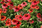Scheinsonnenhut 'Lakota Red' - Echinacea purpurea 'Lakota Red'