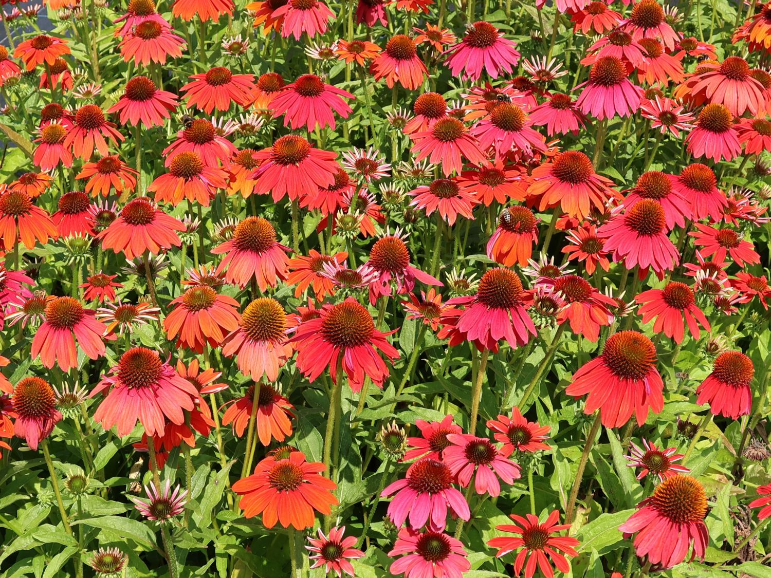 Scheinsonnenhut 'Lakota Red' - Echinacea purpurea 'Lakota Red'