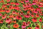 Scheinsonnenhut 'Lakota Red' - Echinacea purpurea 'Lakota Red'