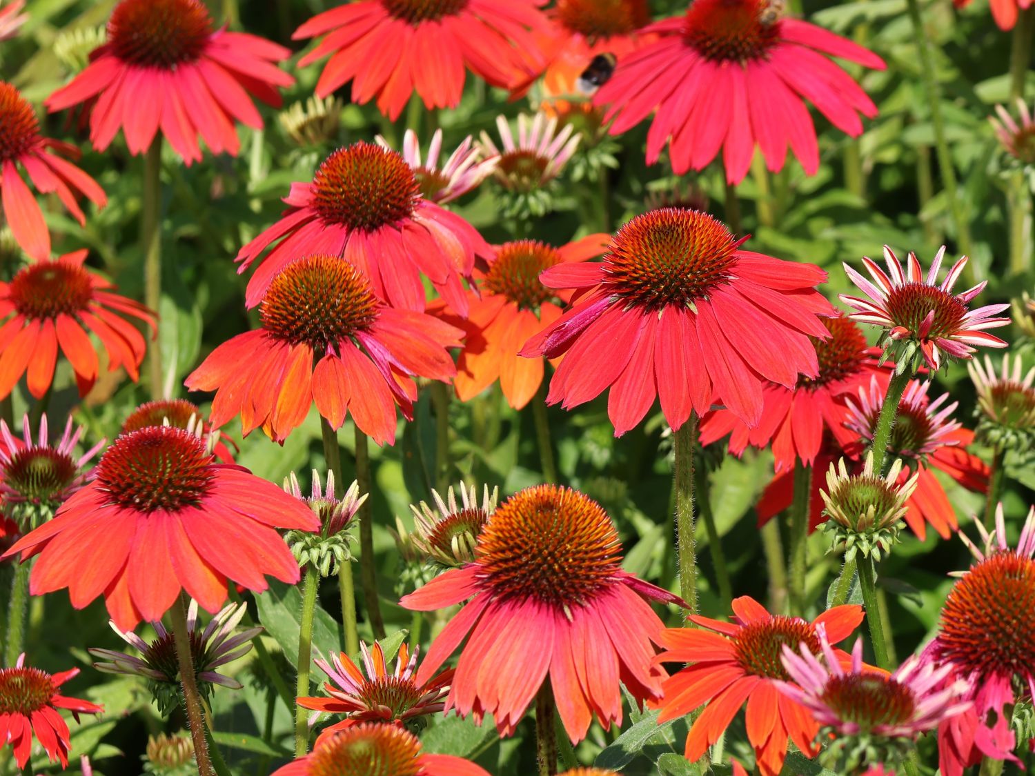 Scheinsonnenhut 'Lakota Red' - Echinacea purpurea 'Lakota Red'