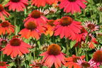 Scheinsonnenhut 'Lakota Red' - Echinacea purpurea 'Lakota Red'